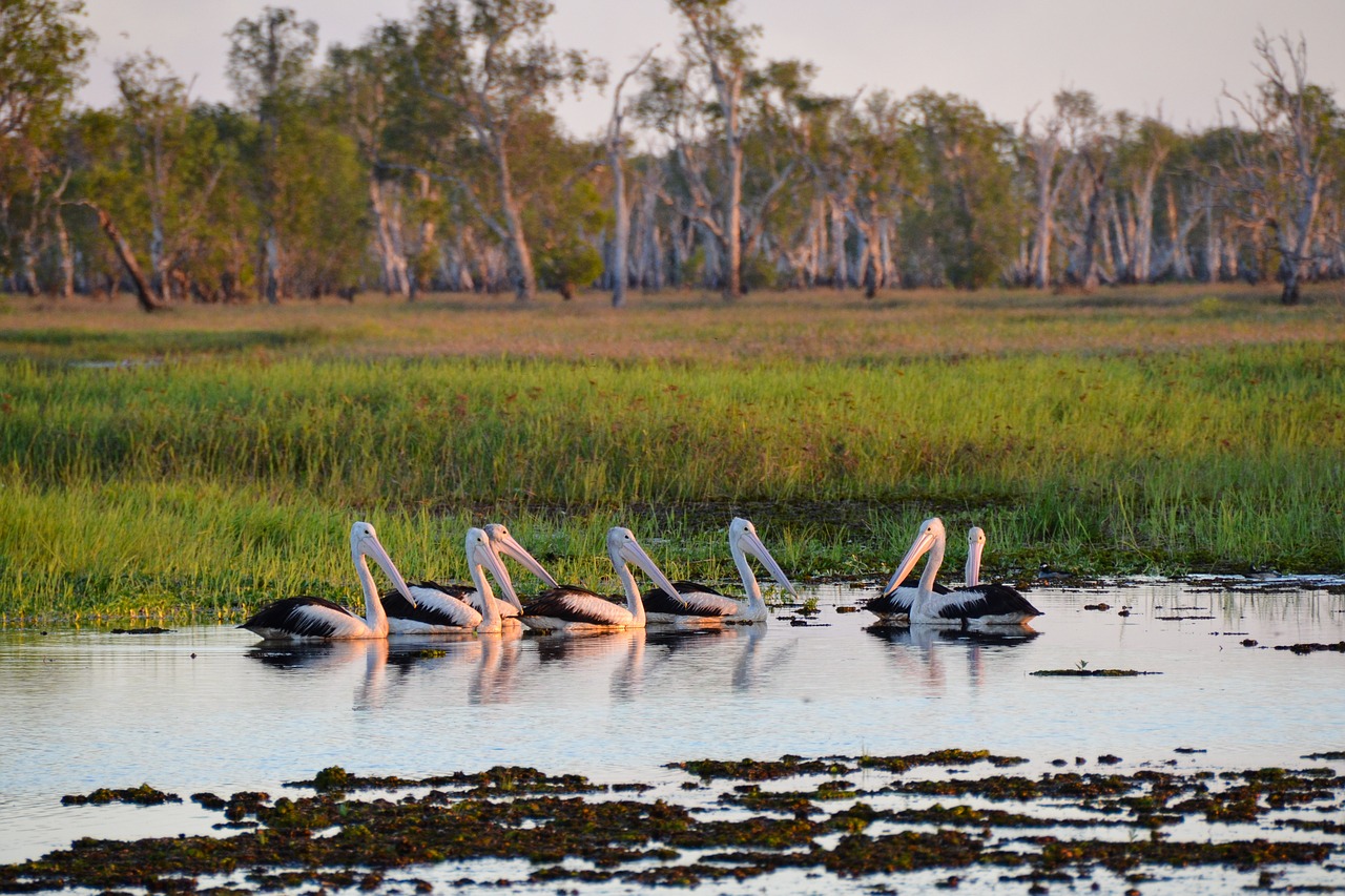 Séjour en Australie : visiter le parc national de Kakadu